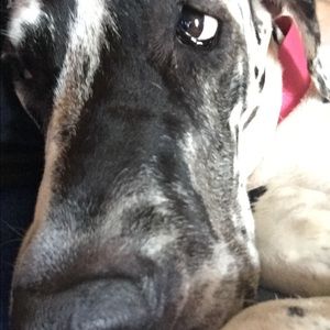 Meet your Posher, Morgan