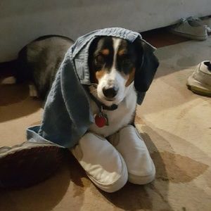 Meet your Posher, Bailey