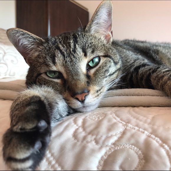 In memory of my special kitty baby, Peanut ♥️ - Picture 2 of 4