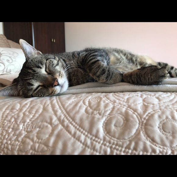 In memory of my special kitty baby, Peanut ♥️ - Picture 3 of 4