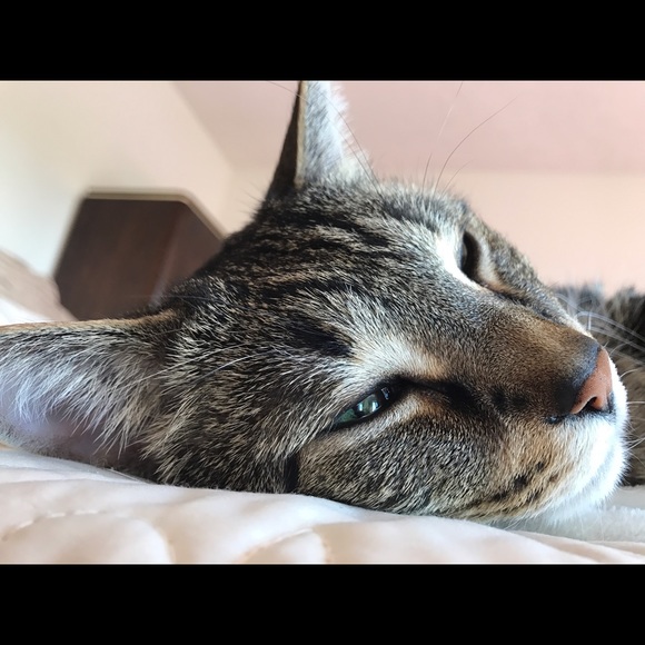 In memory of my special kitty baby, Peanut ♥️ - Picture 4 of 4