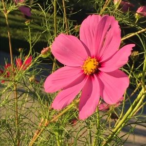 Meet your Posher, Chloe