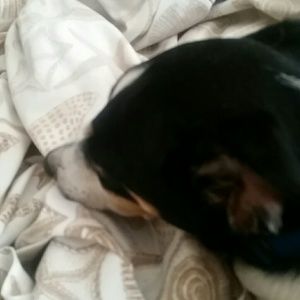 Meet your Posher, Pamela