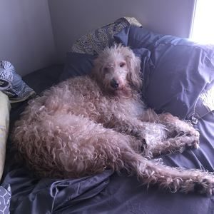 Meet your Posher, Carrie