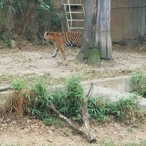 Meet your Posher, Sierra