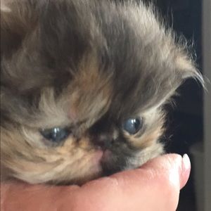 Sorel Bean boots Reserved