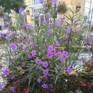 Meet your Posher, Leslie