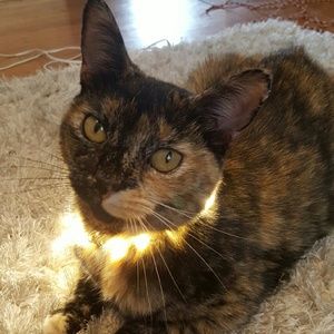 Meet your Posher, Laila