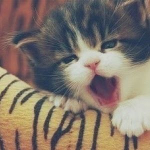 Meet your Posher, Callista