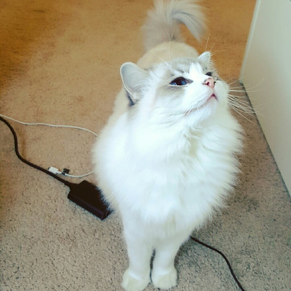 Meet your Posher, Shirley - Picture 2 of 2