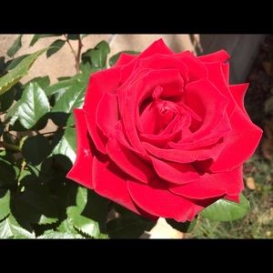 Meet your Posher, Kris