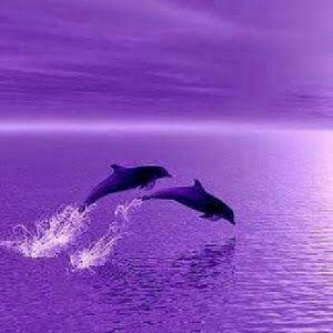 Meet your Posher, Perla