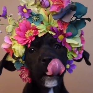 Meet your Posher, Kahi