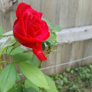 Meet your Posher, Virgil