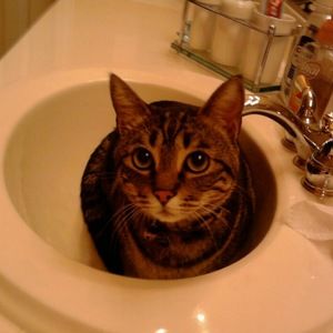 Meet your Posher, Connie