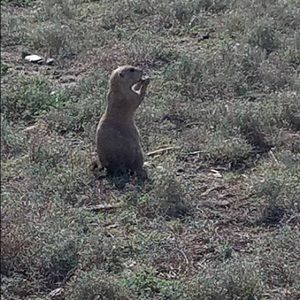 Meet your Posher, Betty