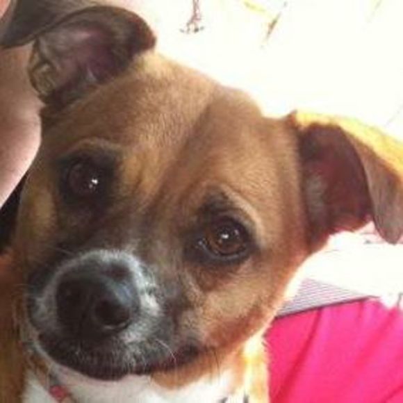 Meet your Posher, Rene - Picture 1 of 1