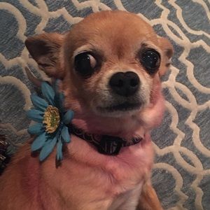 Dog collar flower 🌺