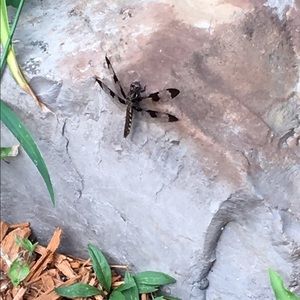 Meet your Posher, Judi