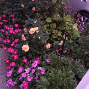 Meet your Posher, Mujesira