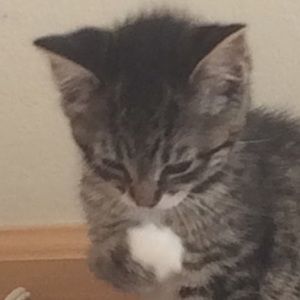 Meet your Posher, Katie