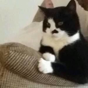 Meet your Posher, Dawn