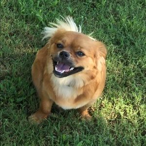 Meet your Posher, Tracey