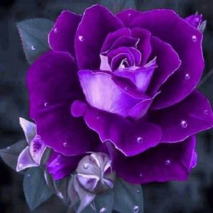 Meet your Posher, Tianna