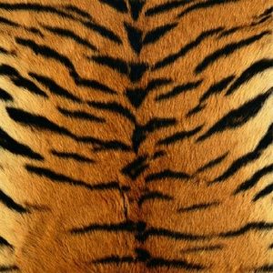 Meet your Posher, Tonya