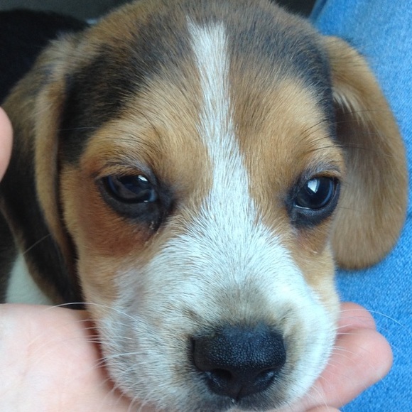 Meet your Posher, Rachel