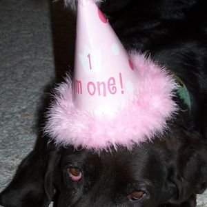 Meet your Posher, Delaney l.