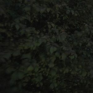 Meet your Posher, Perry