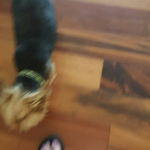 Meet your Posher, Bridget