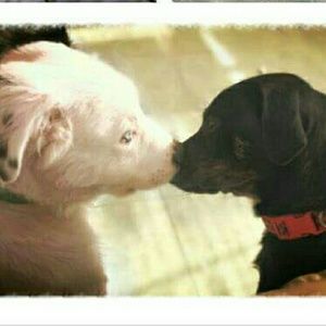 Meet your Posher, Betsy