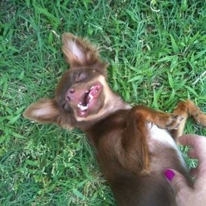 Meet your Posher, Donna