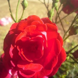 Meet your Posher, Rosetta