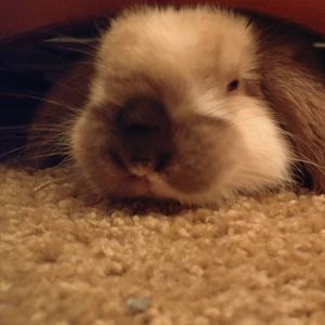 Meet your Posher, Kim