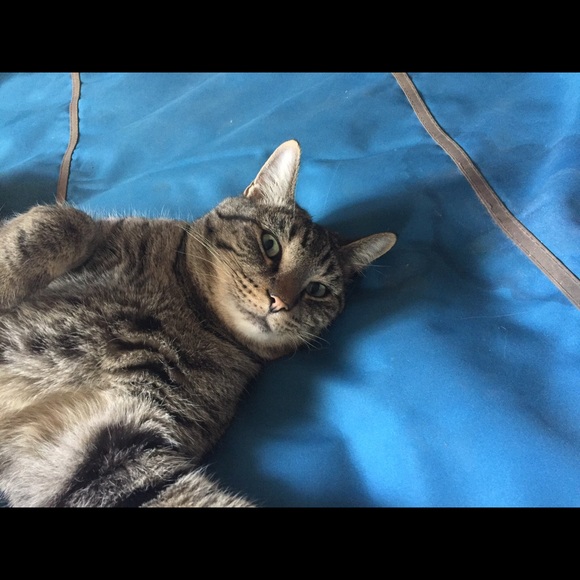 Meet your Posher, TeeMe - Picture 3 of 3