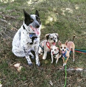 Meet your Posher, Dawn