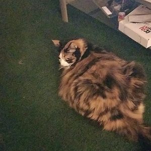 Meet your Posher, Donna