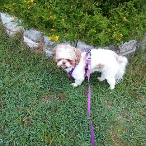 Meet your Posher, Liza