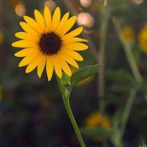 Meet your Posher, Pam