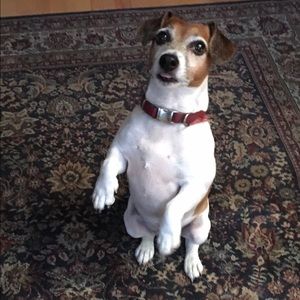 Meet your Posher, Diana