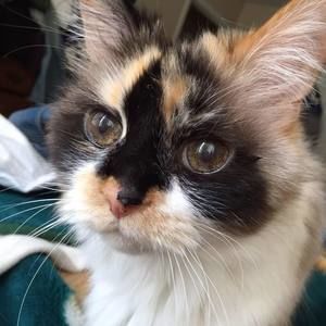 Meet your Posher, Alice