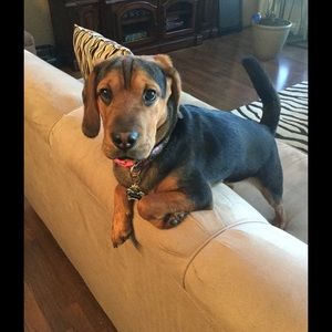 Meet your Posher, Barb