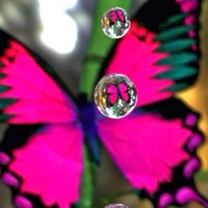 Meet your Posher, Brandy