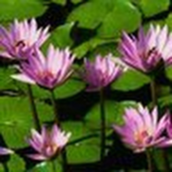 Meet your Posher, Kellie - Picture 1 of 1