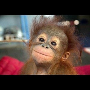 Meet your Posher, Heidi