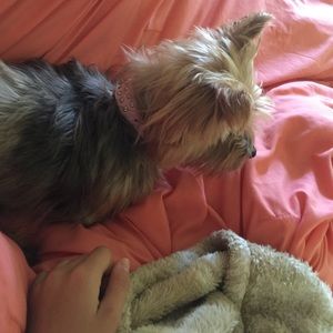 Meet your Posher, Pete