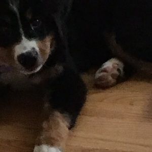 Meet your Posher, Chris